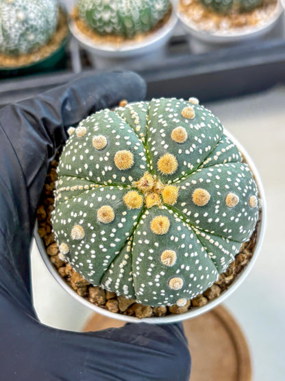 Astrophytum 5-Ribs (at7) (y3) | Living Rocks
