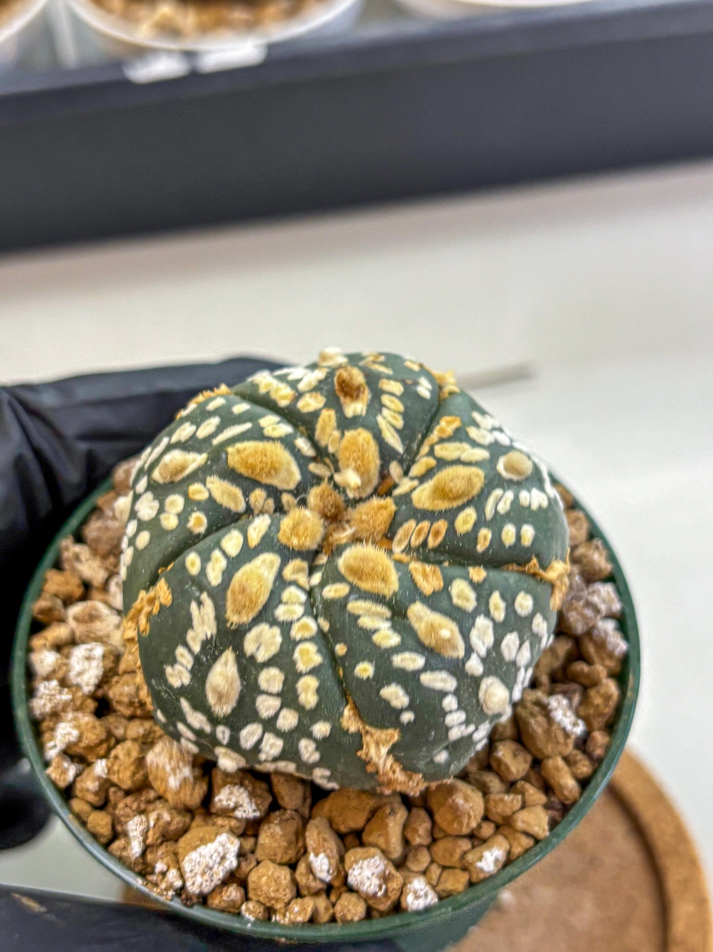 Astrophytum Fukuryu (at8) (05) | Rare Plant | Succulent Cactus