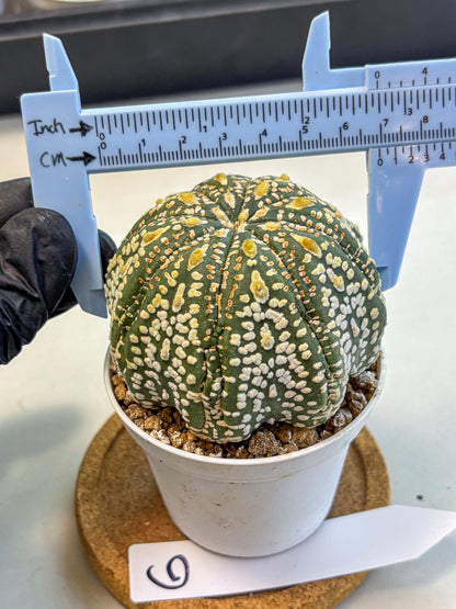 Astrophytum Super Kabuto (at10) (06) | sand dollar cactus
