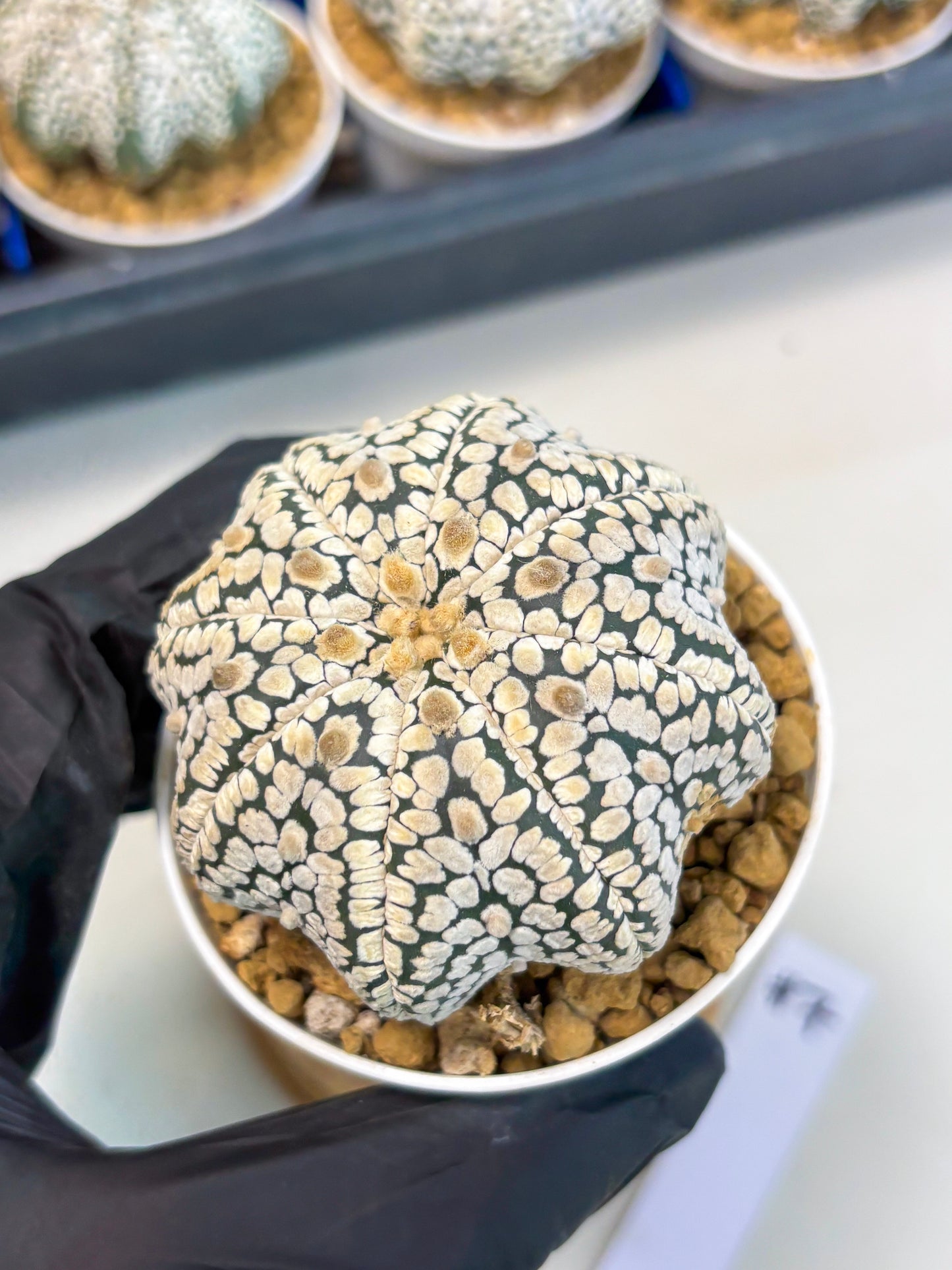 Astrophytum Star Shape (at3) (g7) | Very Rare Cactus