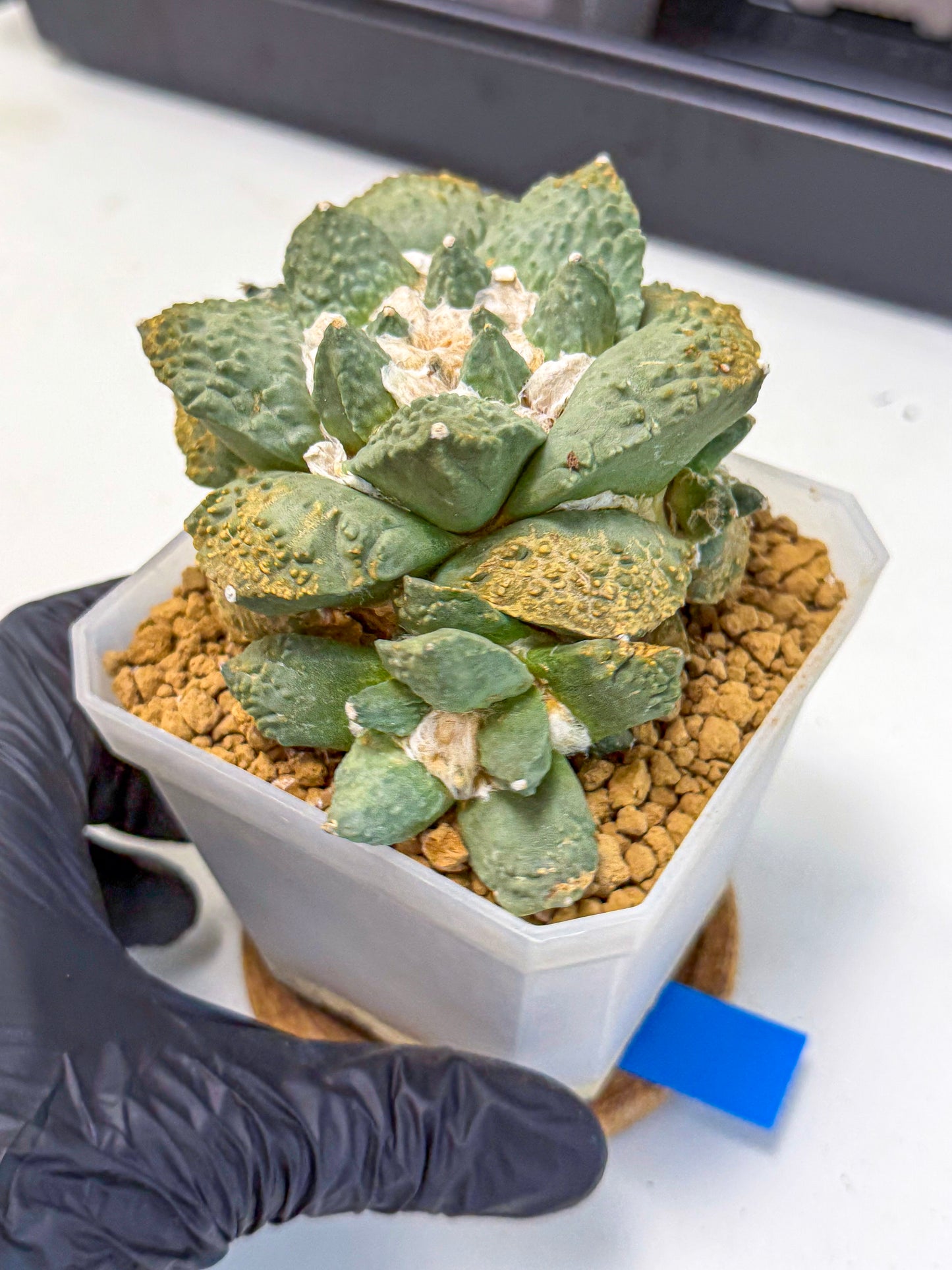 Ariocarpus Cultivar (bb) | Living rock cactus