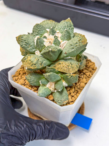 Ariocarpus Cultivar (bb) | Living rock cactus