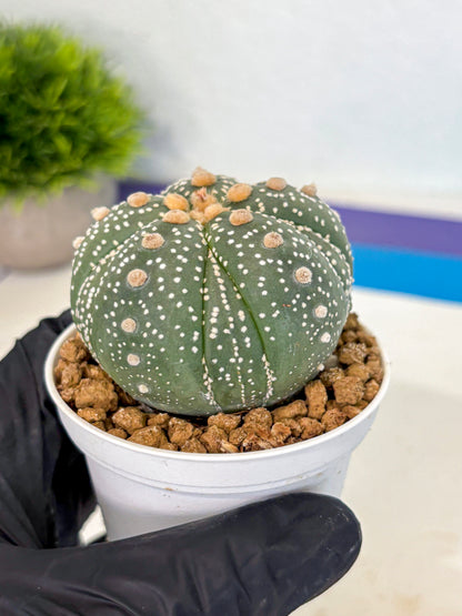 Astrophytum 5-Ribs (at7) (y3) | Living Rocks