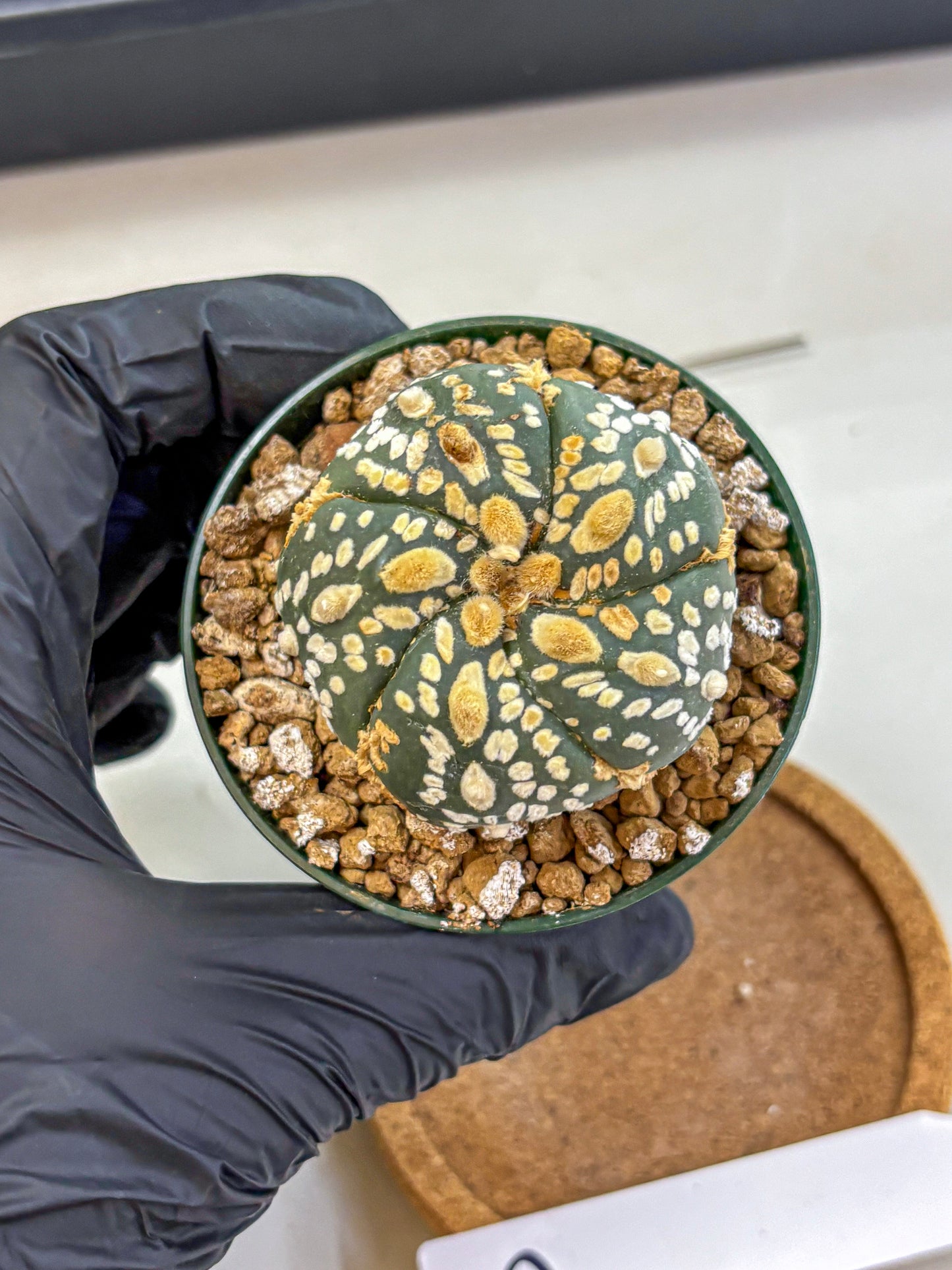 Astrophytum Fukuryu (at8) (05) | Rare Plant | Succulent Cactus