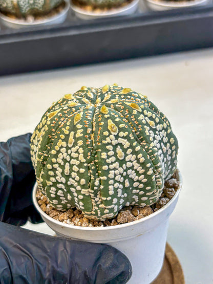 Astrophytum Super Kabuto (at10) (06) | sand dollar cactus