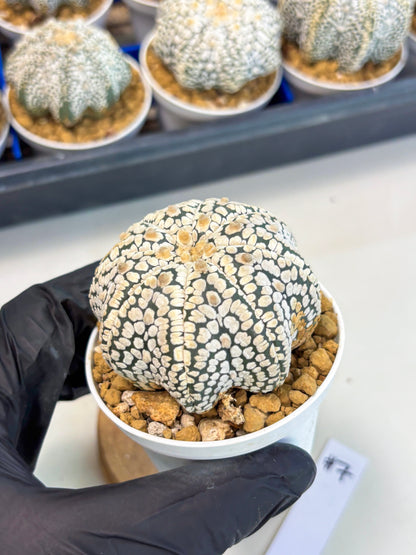 Astrophytum Star Shape (at3) (g7) | Very Rare Cactus
