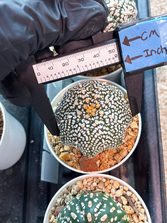 Astrophytum Super Kabuto (T8) (g2) | Imported Cactus