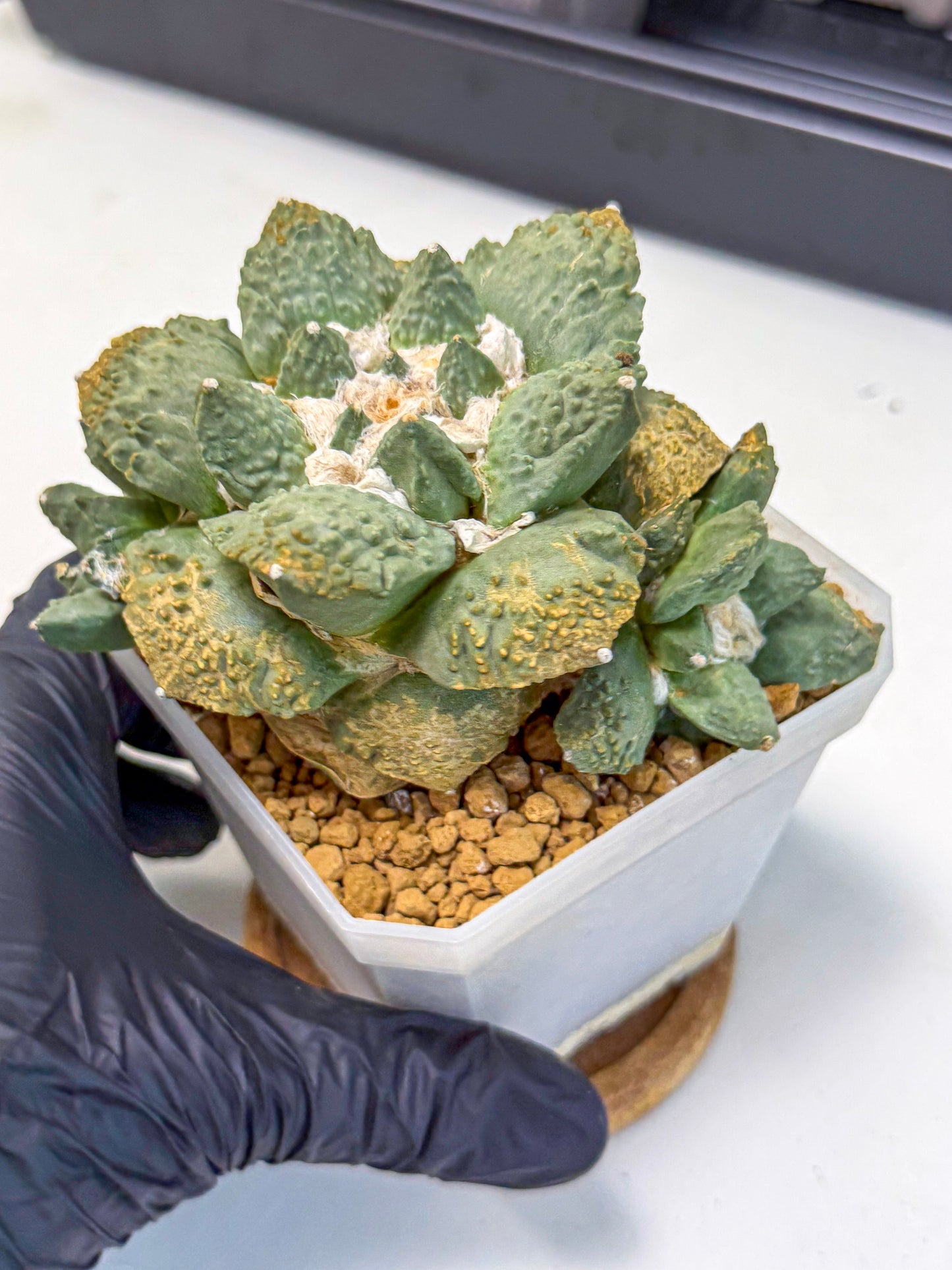 Ariocarpus Cultivar (bb) | Living rock cactus