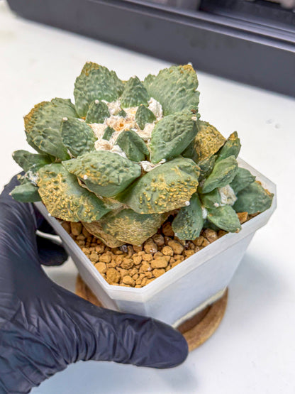 Ariocarpus Cultivar (bb) | Living rock cactus