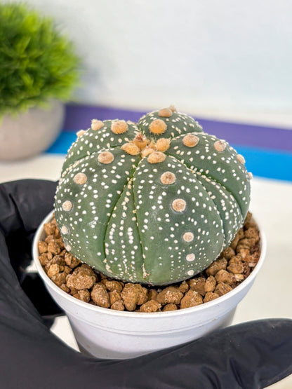 Astrophytum 5-Ribs (at7) (y3) | Living Rocks