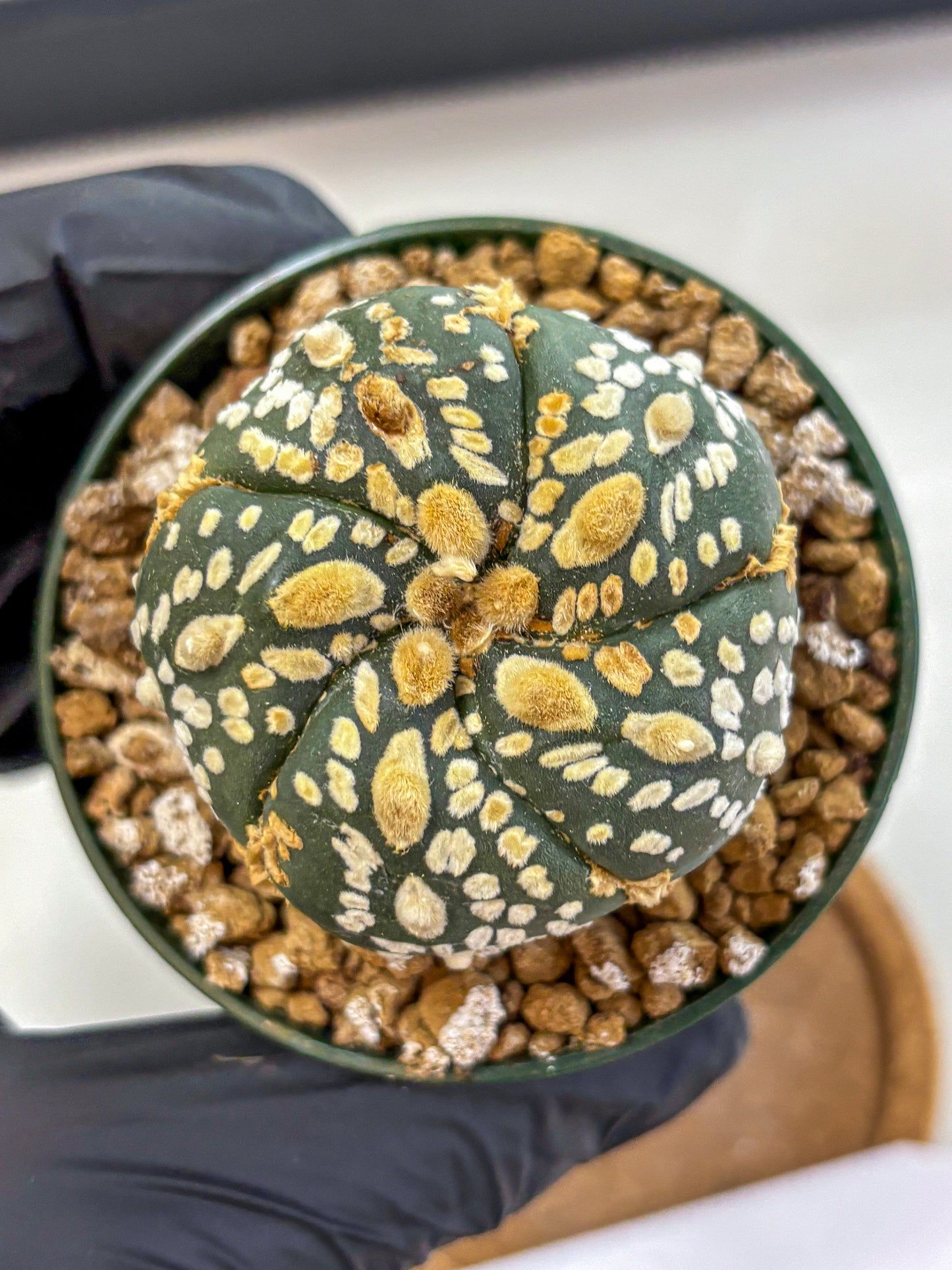 Astrophytum Fukuryu (at8) (05) | Rare Plant | Succulent Cactus