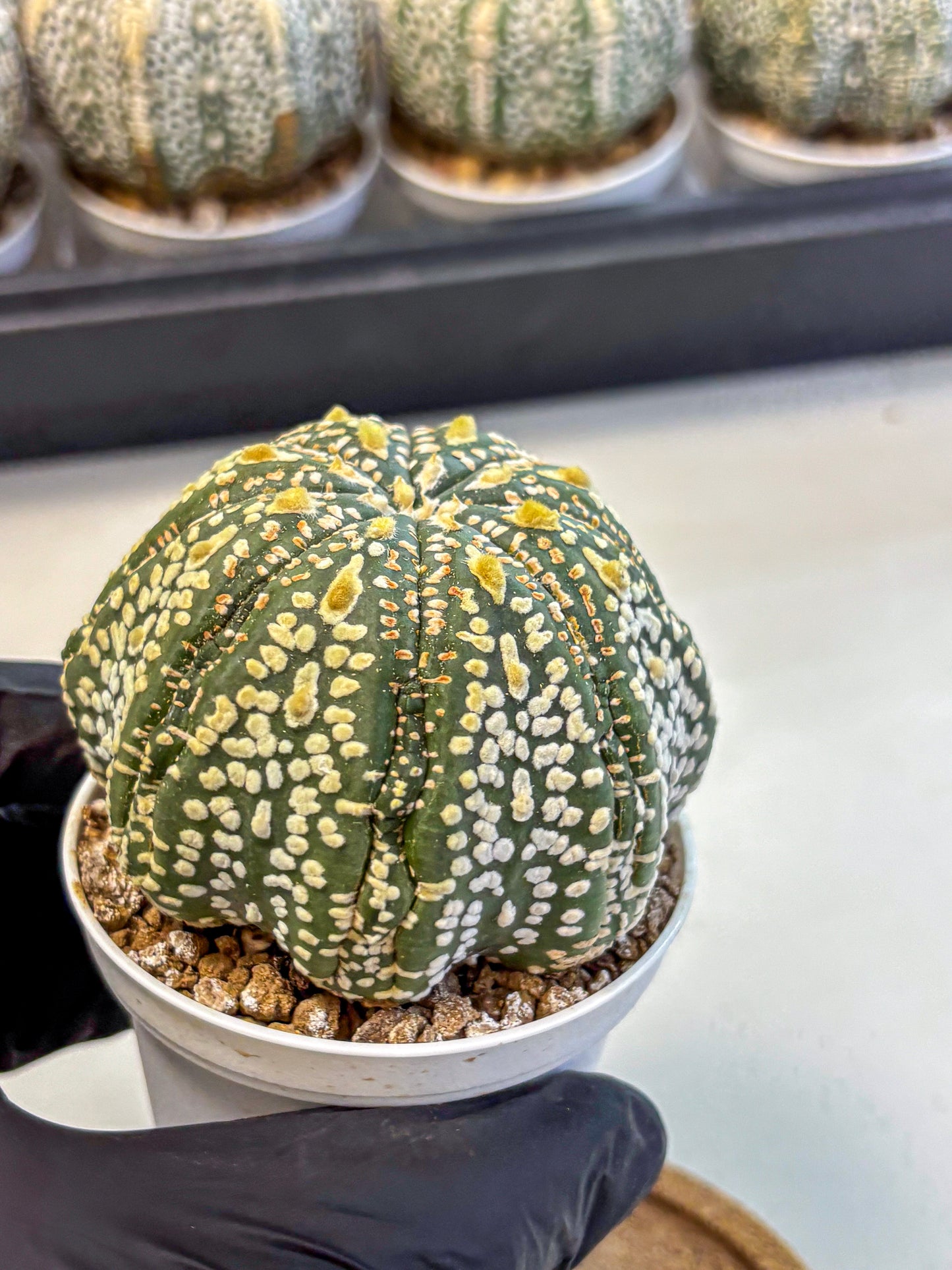 Astrophytum Super Kabuto (at10) (06) | sand dollar cactus