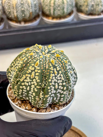 Astrophytum Super Kabuto (at10) (06) | sand dollar cactus