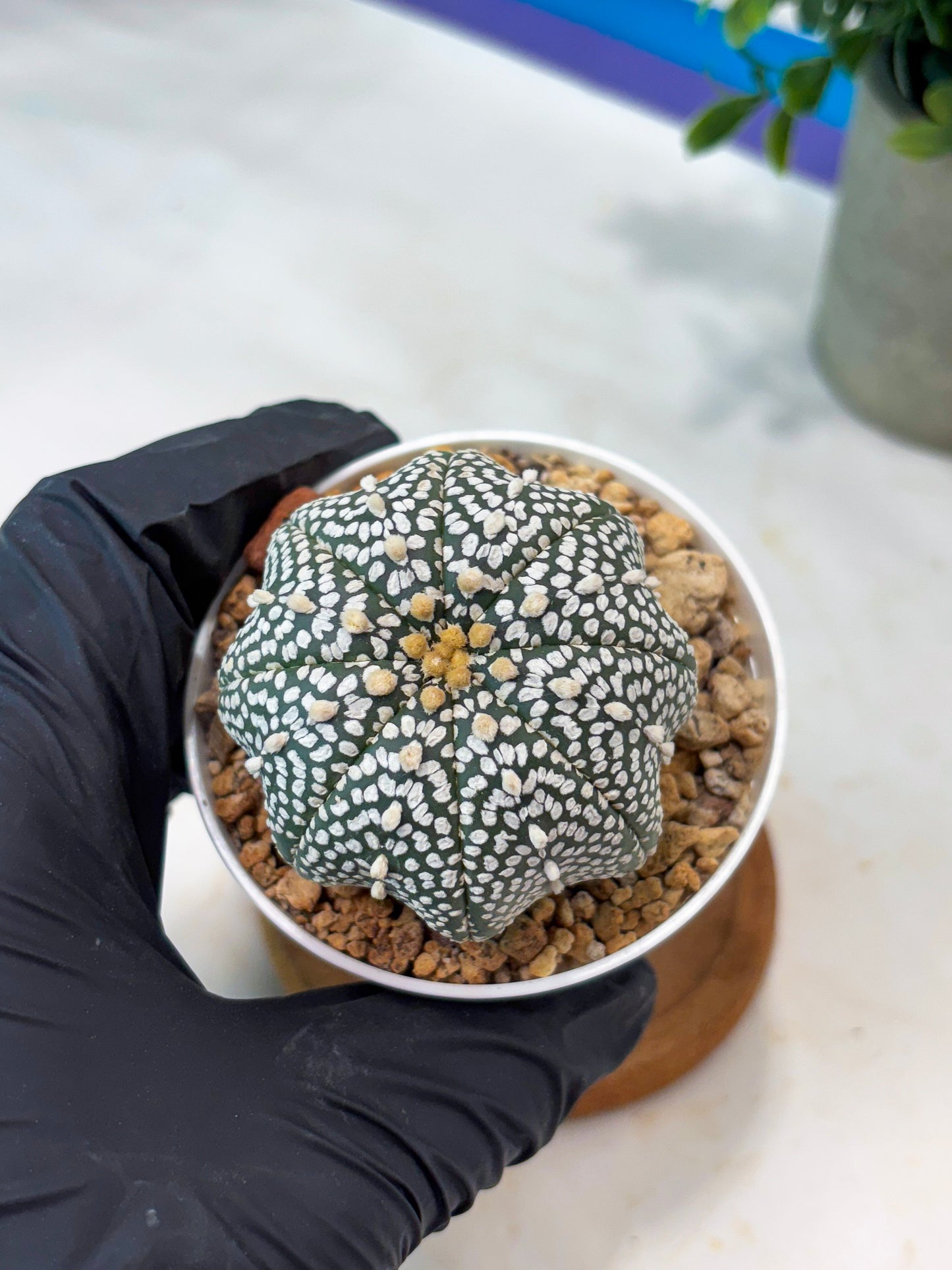Astrophytum Super Kabuto (T8) (g2) | Imported Cactus