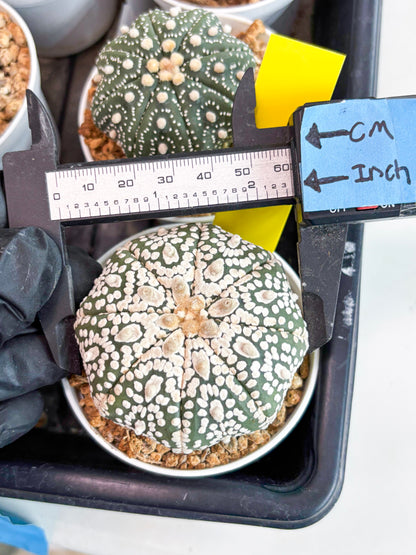 Astrophytum Super Kabuto (t7) (y1) | Imported Plants | 3" Pot