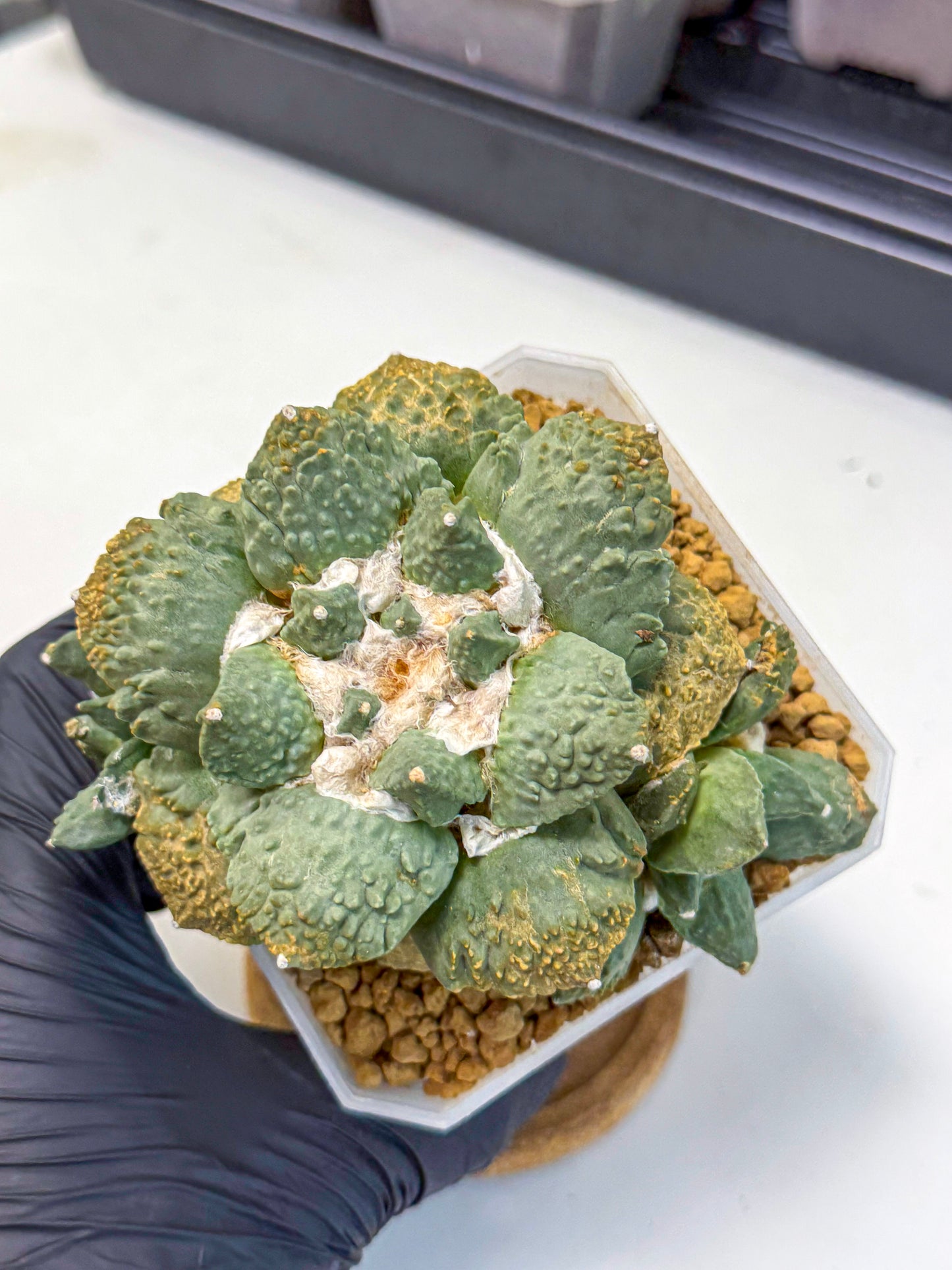 Ariocarpus Cultivar (bb) | Living rock cactus