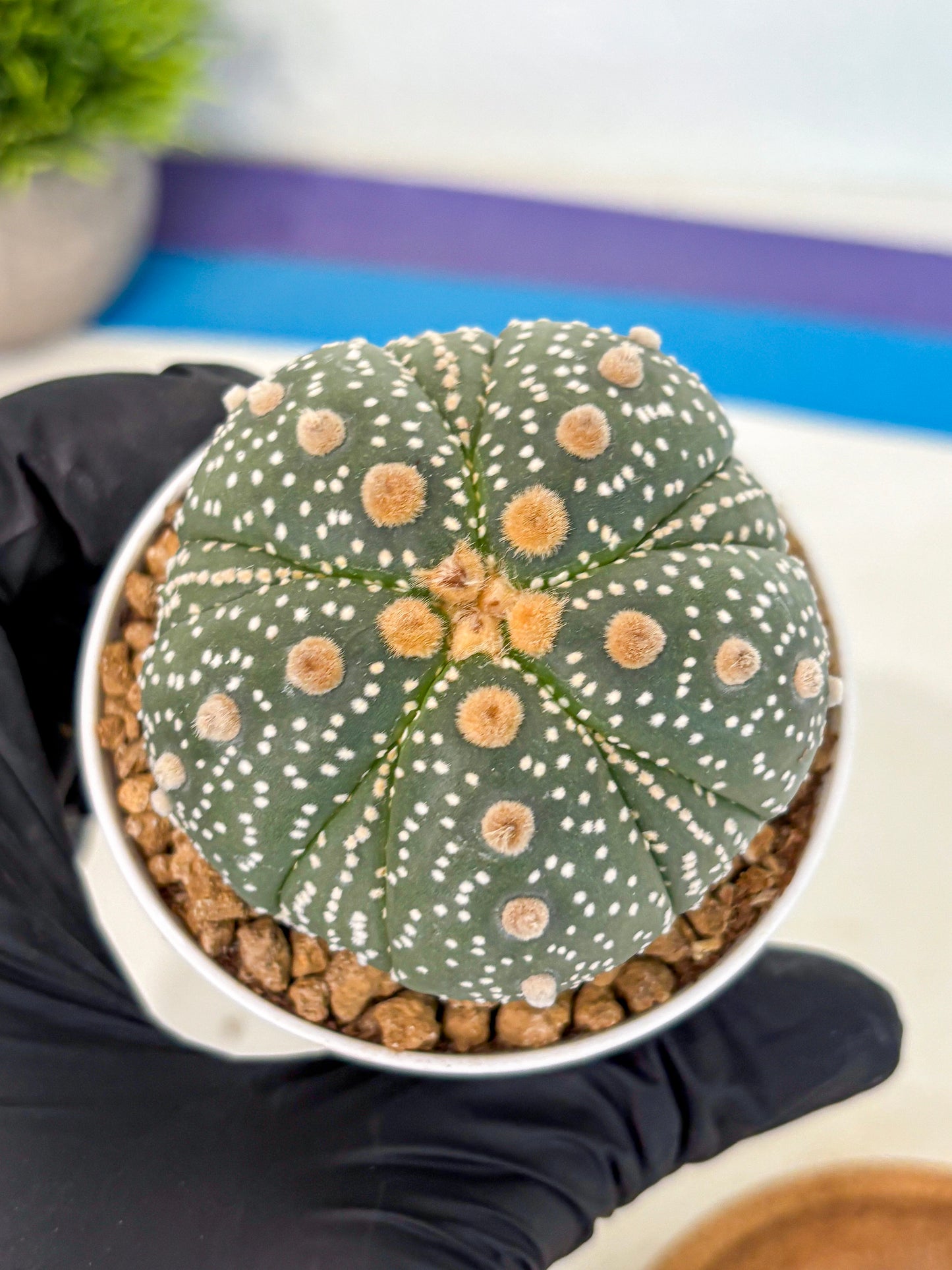 Astrophytum 5-Ribs (at7) (y3) | Living Rocks