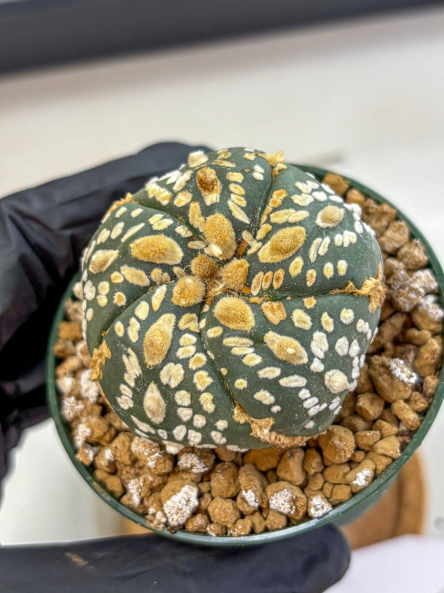 Astrophytum Fukuryu (at8) (05) | Rare Plant | Succulent Cactus