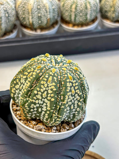 Astrophytum Super Kabuto (at10) (06) | sand dollar cactus