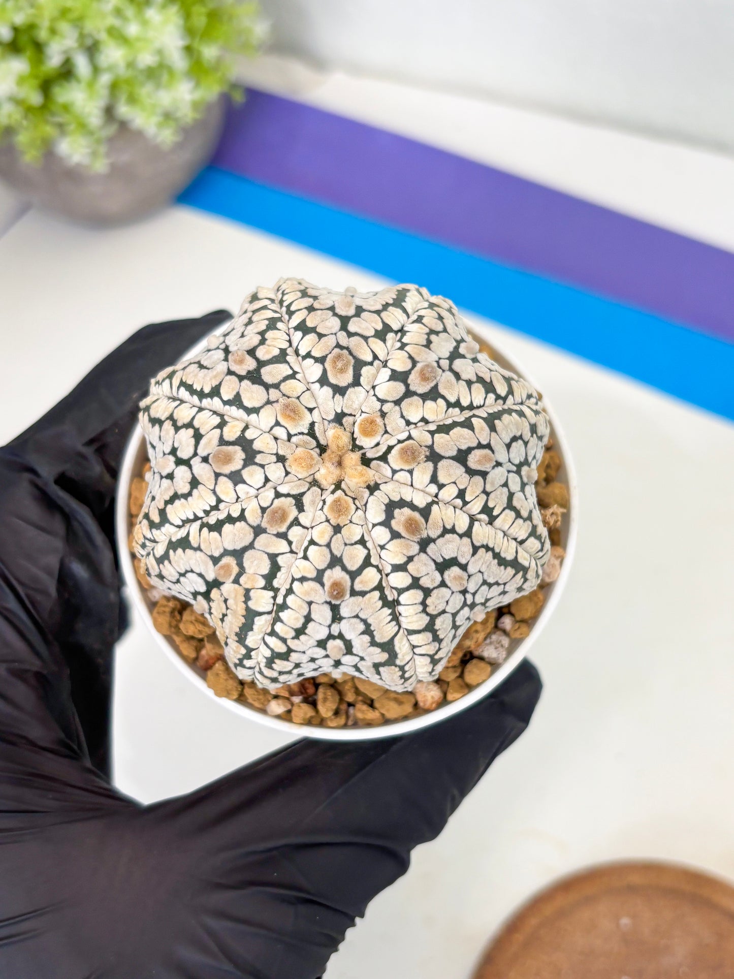 Astrophytum Star Shape (at3) (g7) | Very Rare Cactus