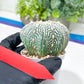 Astrophytum Super Kabuto (#T7B) | Las Vegas Botanical Shop | 3" Pot
