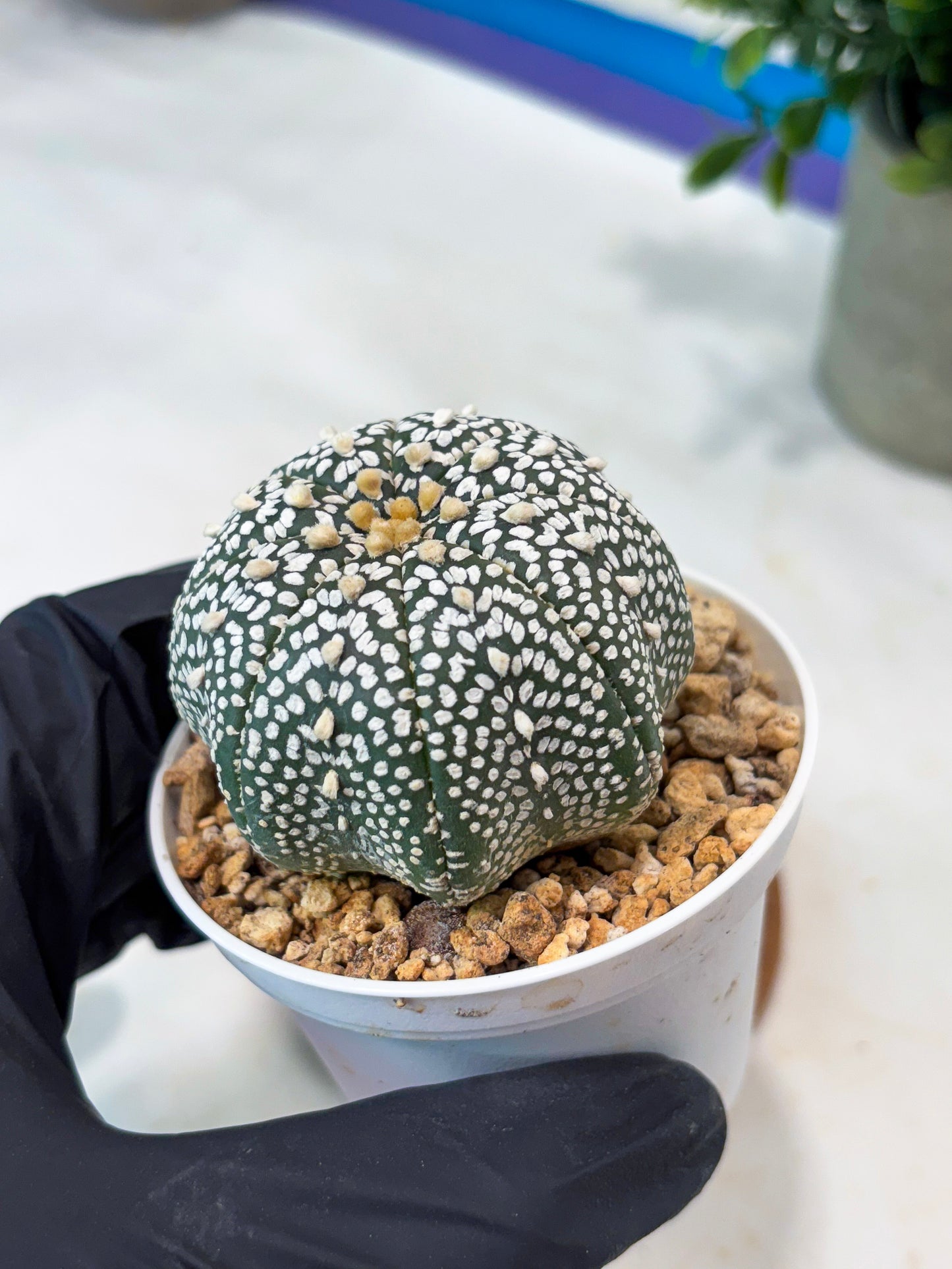 Astrophytum Super Kabuto (T8) (g2) | Imported Cactus