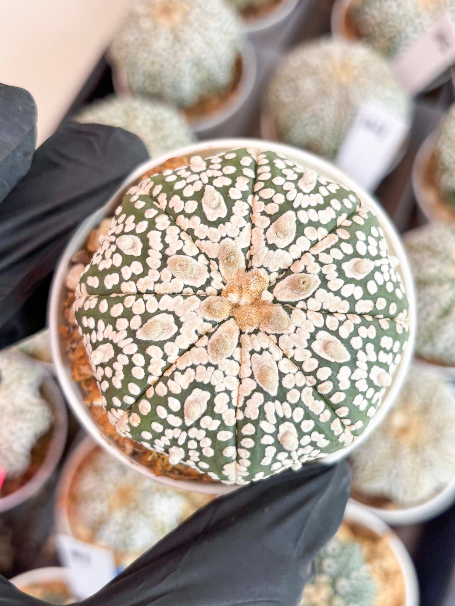 Astrophytum Super Kabuto (t7) (y1) | Imported Plants | 3" Pot