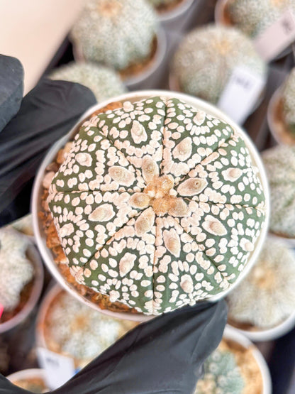 Astrophytum Super Kabuto (t7) (y1) | Imported Plants | 3" Pot