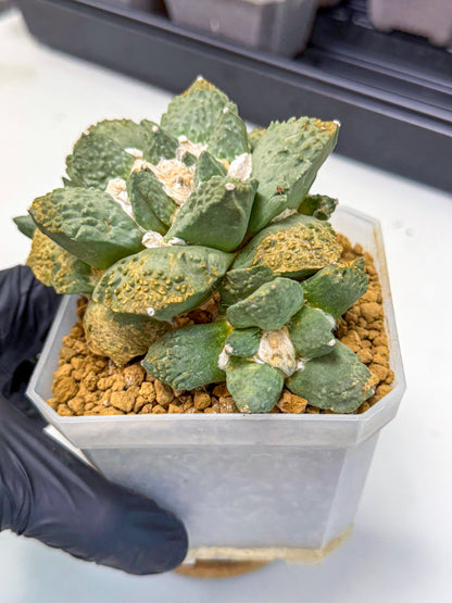 Ariocarpus Cultivar (bb) | Living rock cactus