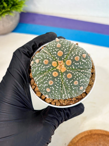 Astrophytum 5-Ribs (at7) (y3) | Living Rocks