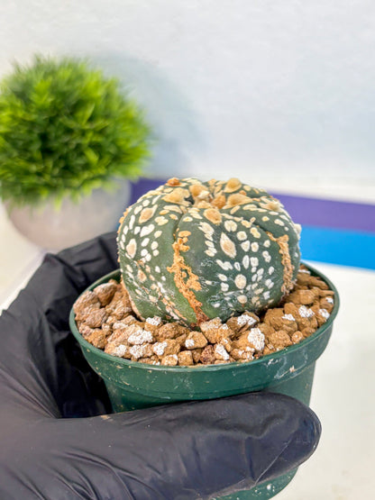 Astrophytum Fukuryu (at8) (05) | Rare Plant | Succulent Cactus