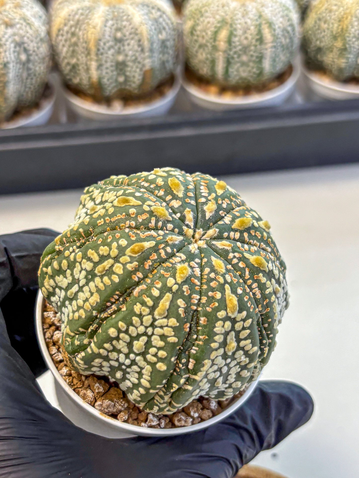 Astrophytum Super Kabuto (at10) (06) | sand dollar cactus