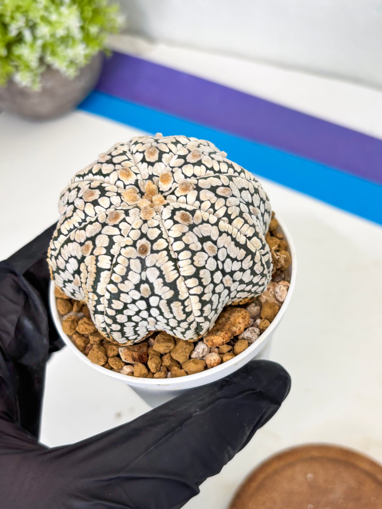 Astrophytum Star Shape (at3) (g7) | Very Rare Cactus