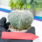 Astrophytum Super Kabuto (#T7B) | Las Vegas Botanical Shop | 3" Pot