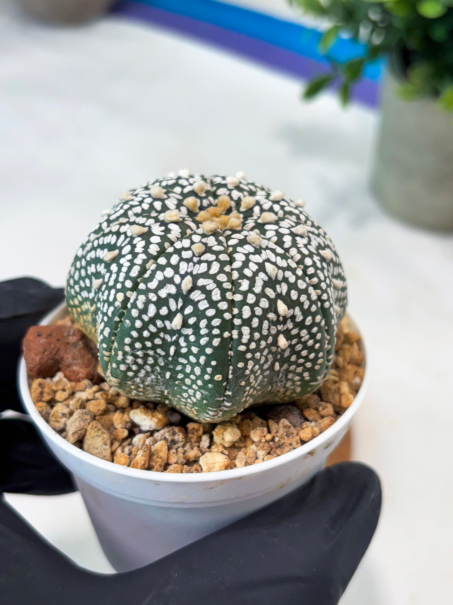 Astrophytum Super Kabuto (T8) (g2) | Imported Cactus