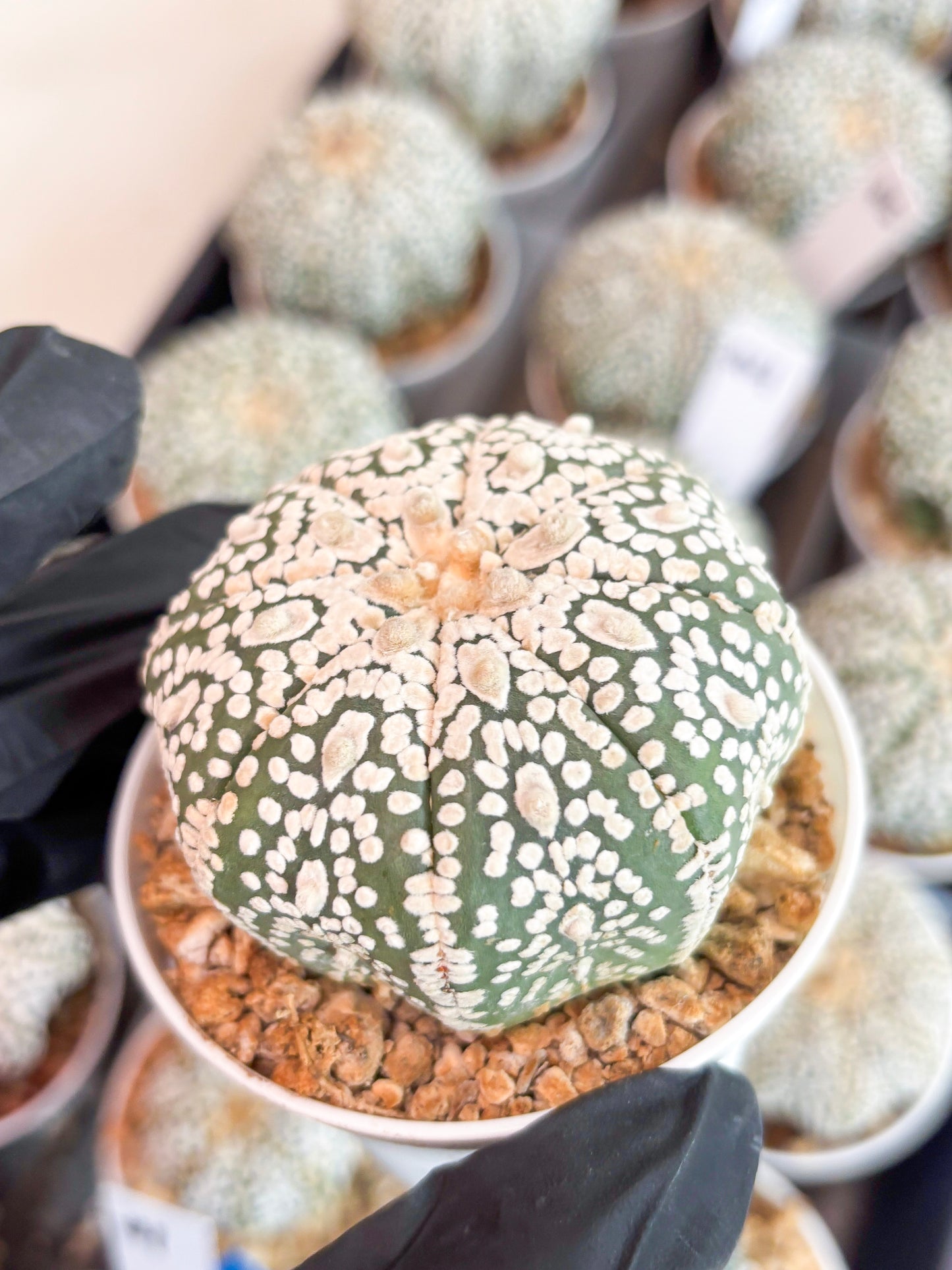 Astrophytum Super Kabuto (t7) (y1) | Imported Plants | 3" Pot