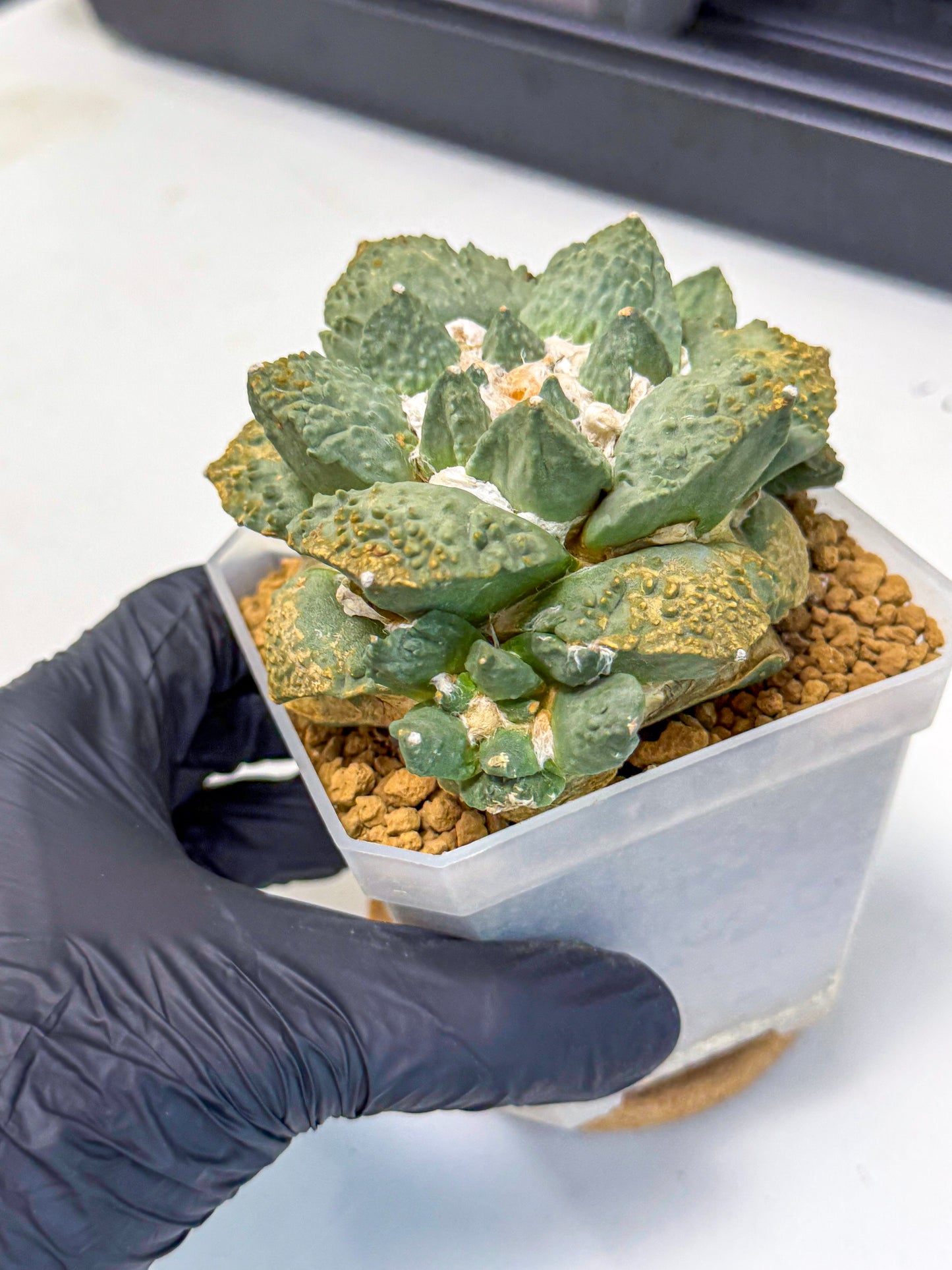 Ariocarpus Cultivar (bb) | Living rock cactus
