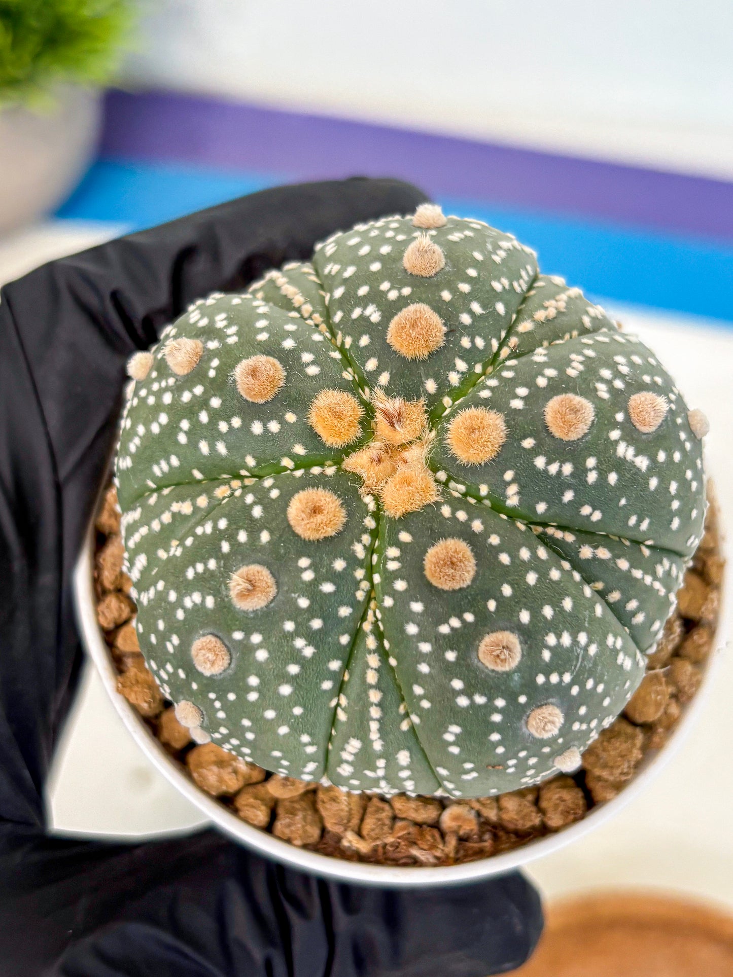 Astrophytum 5-Ribs (at7) (y3) | Living Rocks