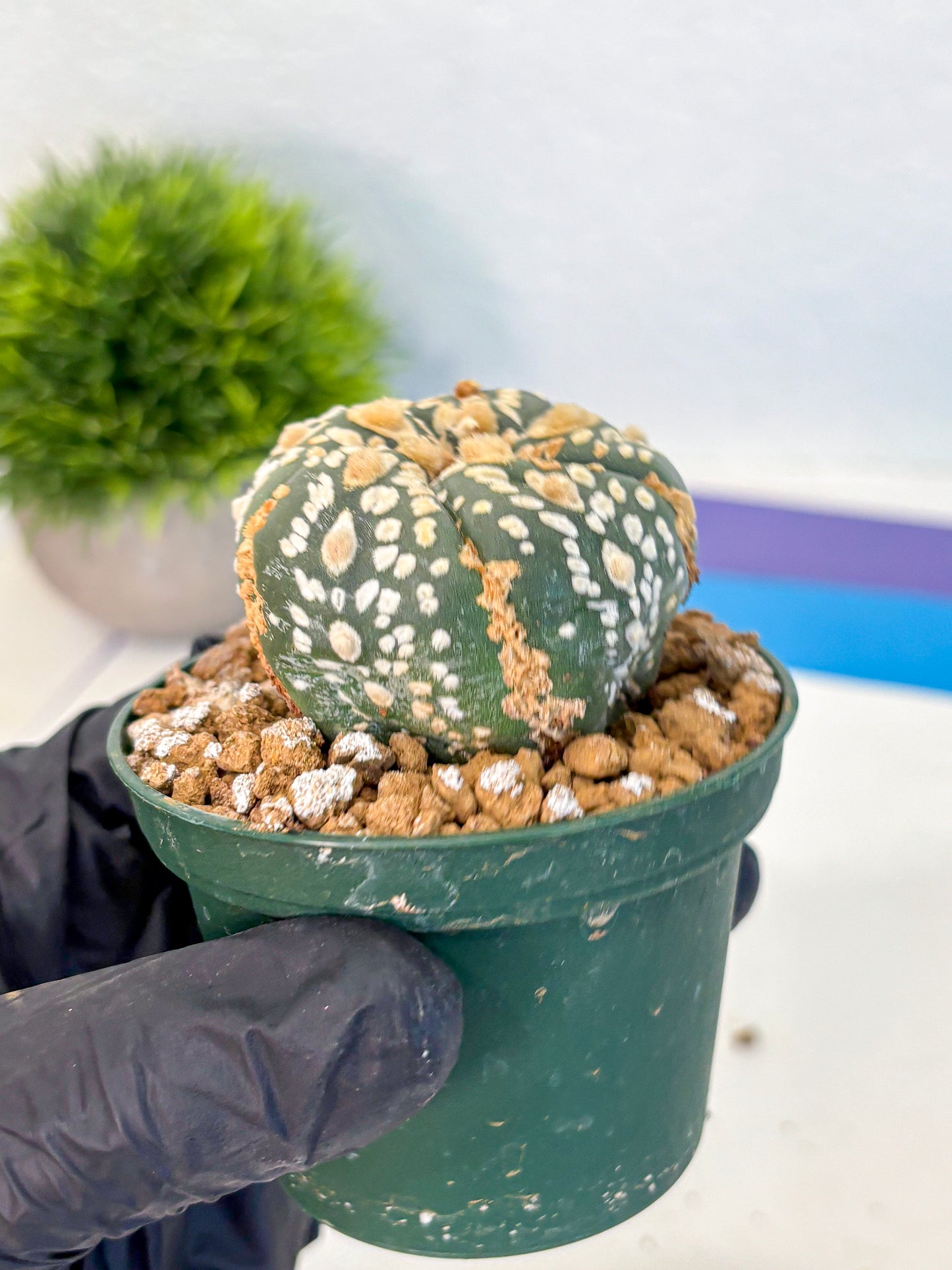 Astrophytum Fukuryu (at8) (05) | Rare Plant | Succulent Cactus