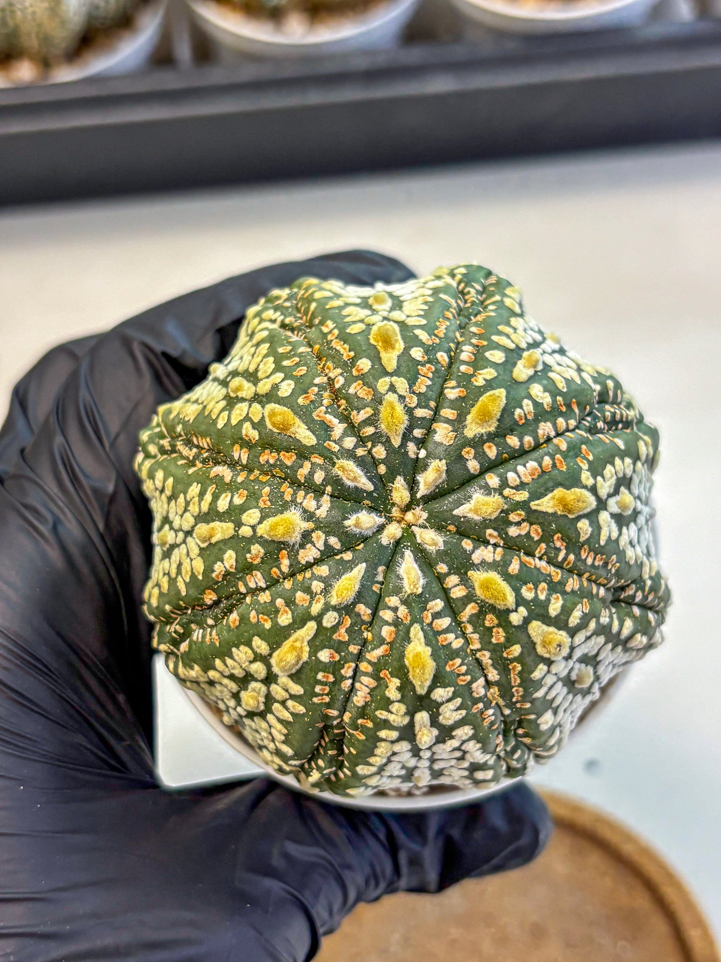Astrophytum Super Kabuto (at10) (06) | sand dollar cactus