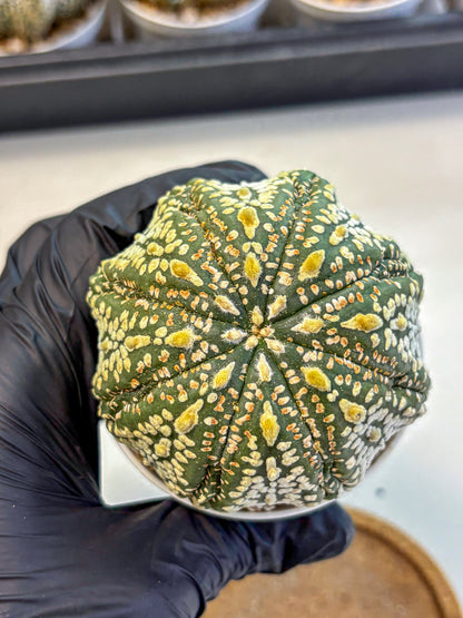 Astrophytum Super Kabuto (at10) (06) | sand dollar cactus