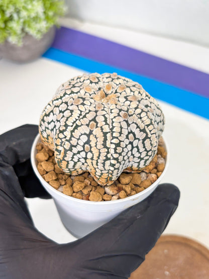 Astrophytum Star Shape (at3) (g7) | Very Rare Cactus