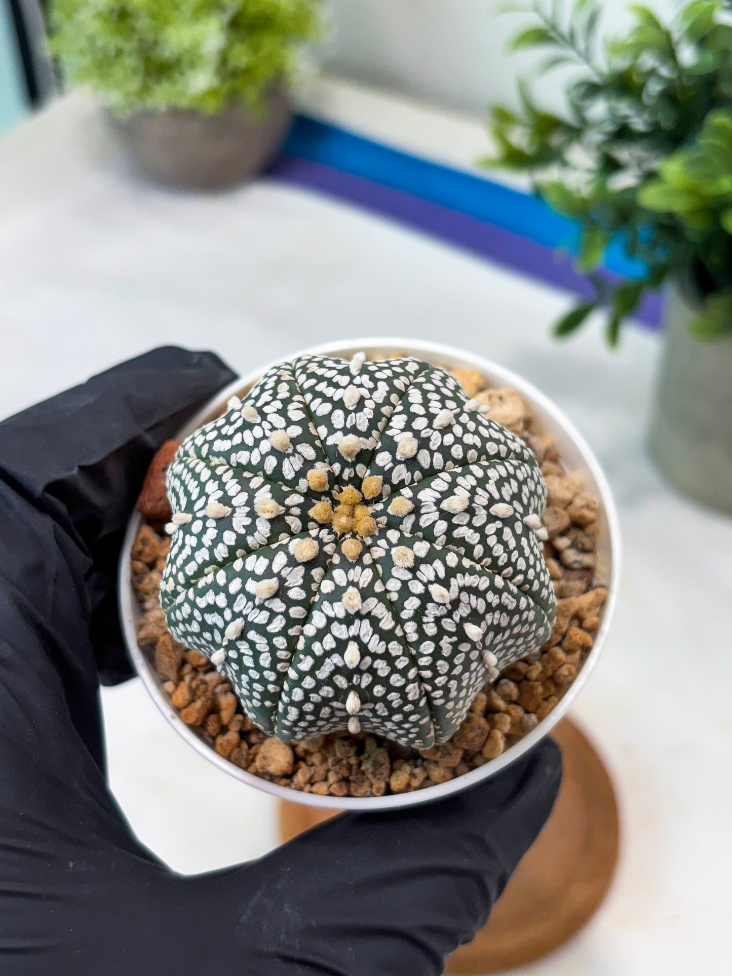Astrophytum Super Kabuto (T8) (g2) | Imported Cactus