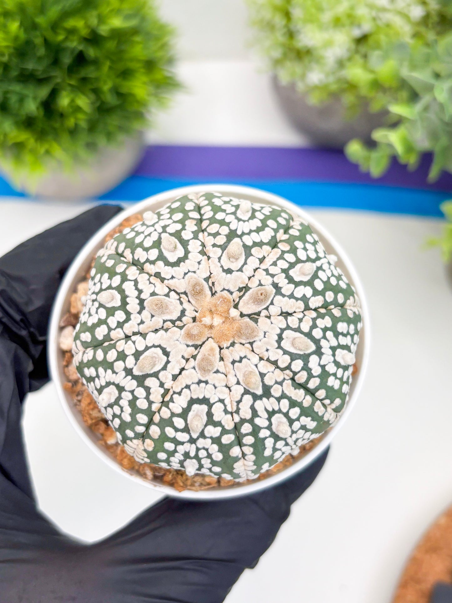 Astrophytum Super Kabuto (t7) (y1) | Imported Plants | 3" Pot