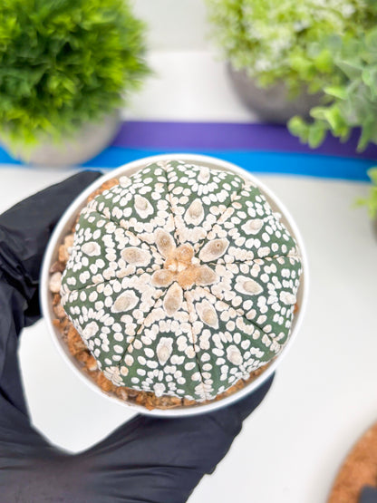 Astrophytum Super Kabuto (t7) (y1) | Imported Plants | 3" Pot