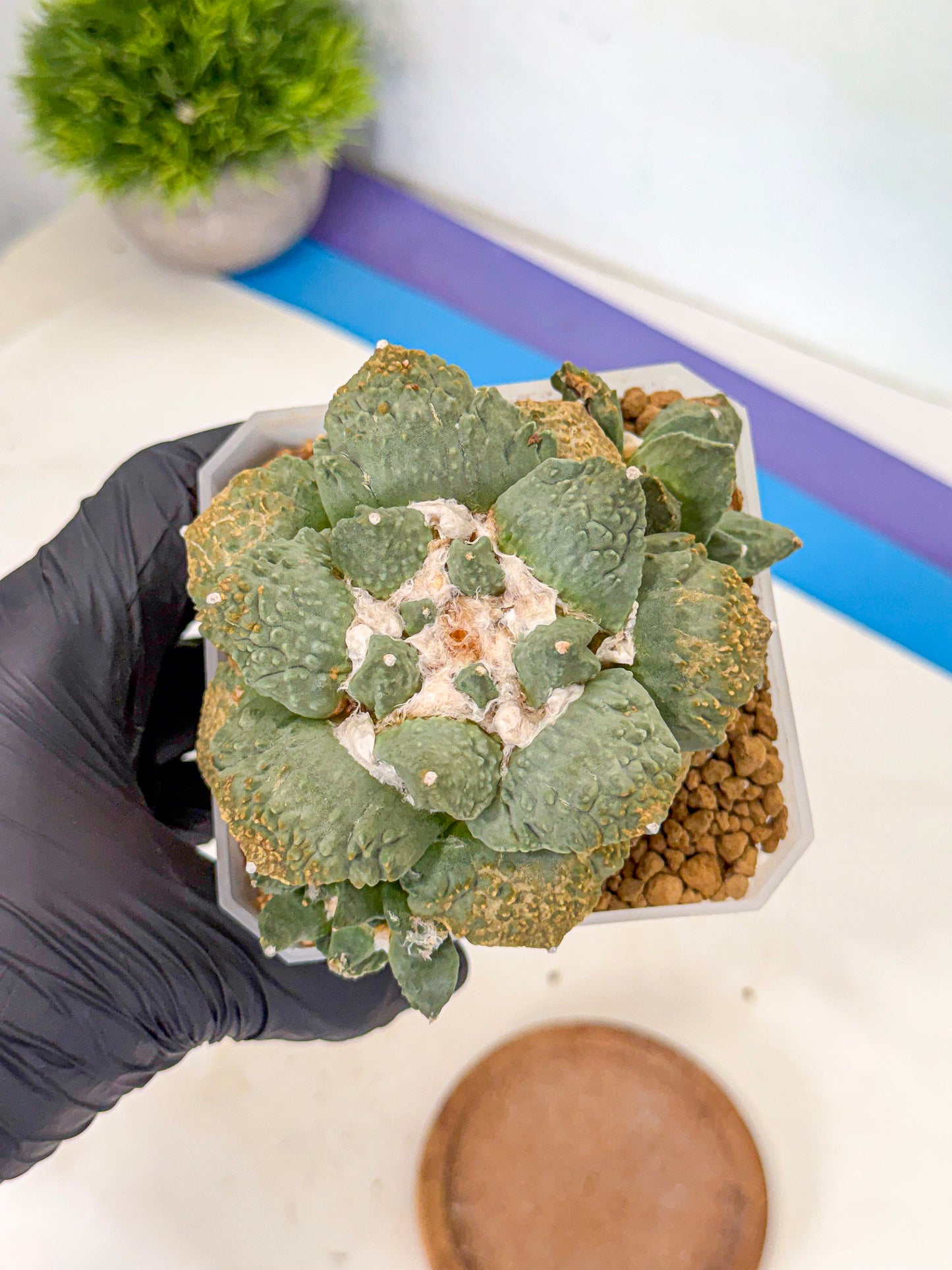 Ariocarpus Cultivar (bb) | Living rock cactus
