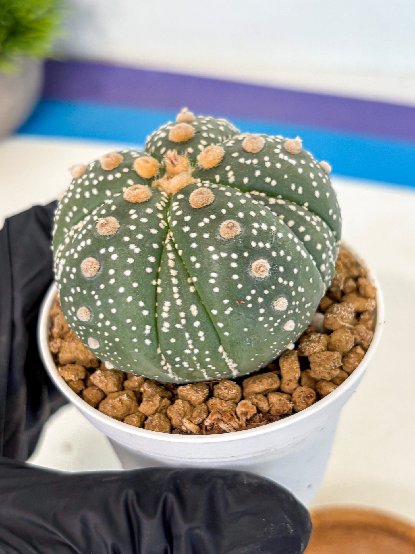 Astrophytum 5-Ribs (at7) (y3) | Living Rocks