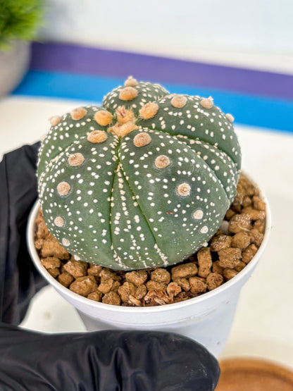 Astrophytum 5-Ribs (at7) (y3) | Living Rocks