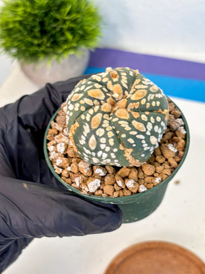 Astrophytum Fukuryu (at8) (05) | Rare Plant | Succulent Cactus