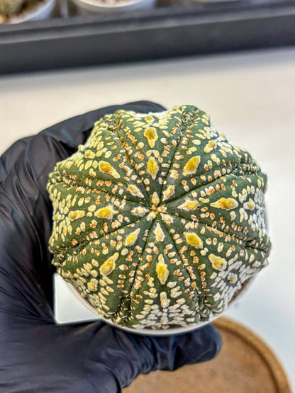 Astrophytum Super Kabuto (at10) (06) | sand dollar cactus